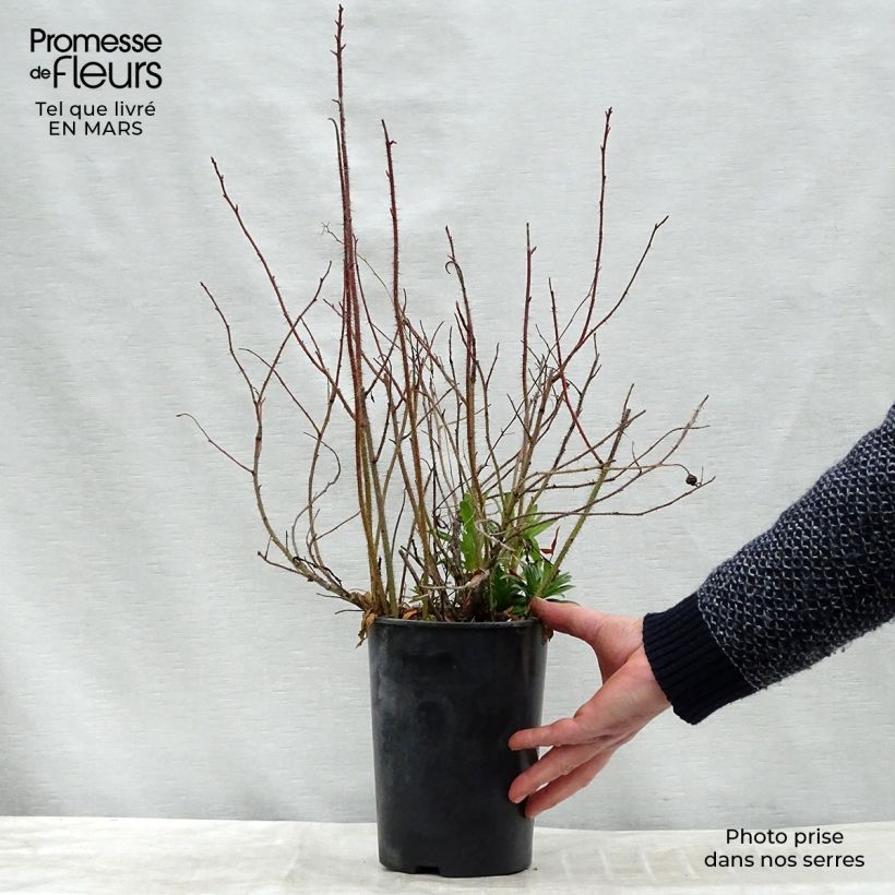 Example of Rosier botanique - Rosa nitida Pot van 2 l/3 l as you get in hiver