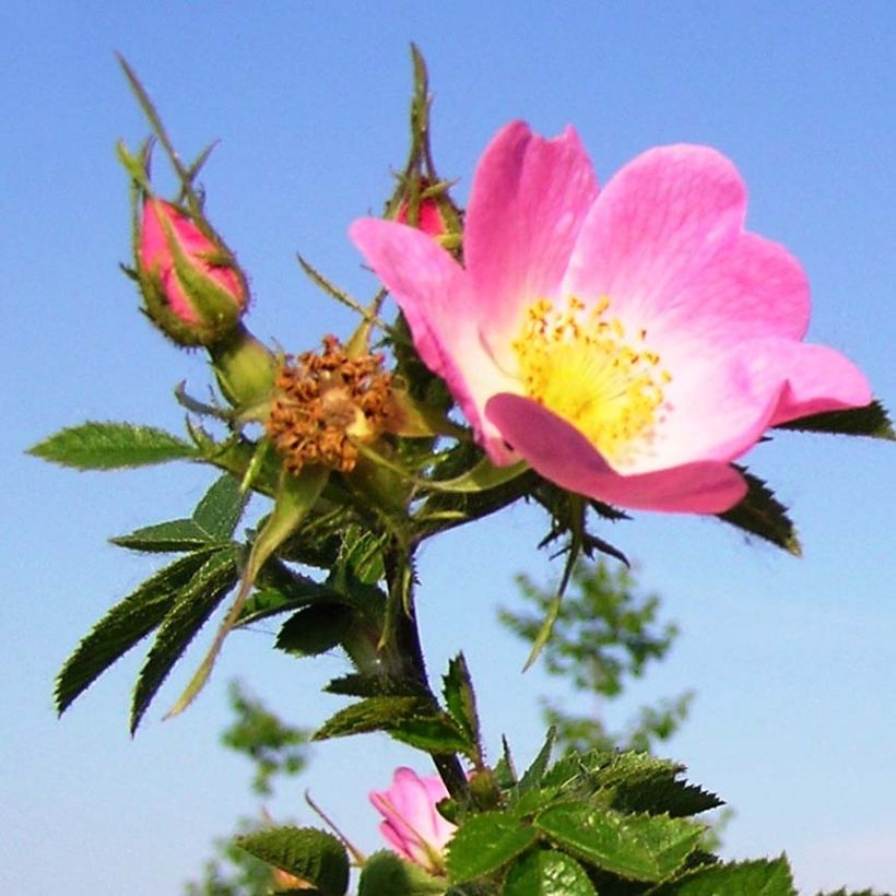 Rosa rubiginosa - Egelantier (Bloei)
