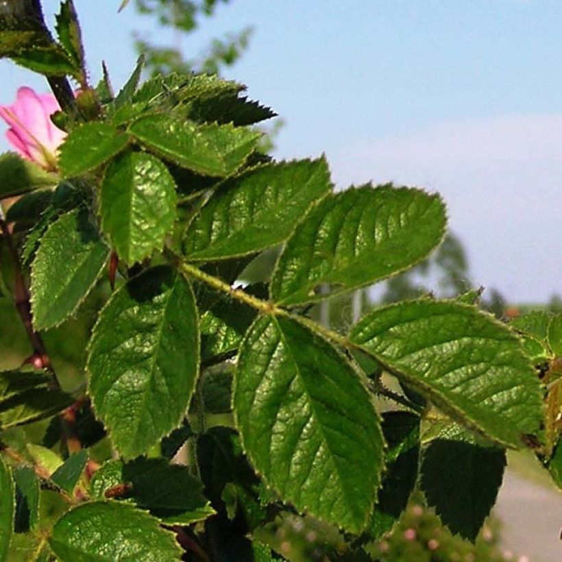 Rosa rubiginosa - Egelantier (Blad)