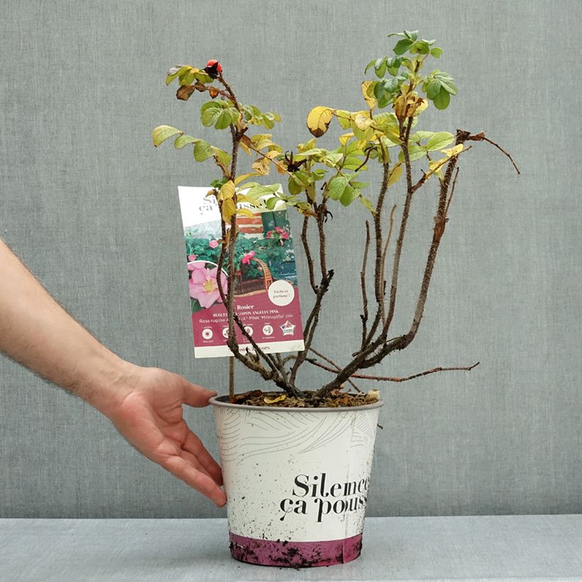 Exemplaar van Rosa rugosa Minrugo5P ANGELIA Pink - Hondsroos Pot van 4 l/5 l zoals geleverd in de herfst