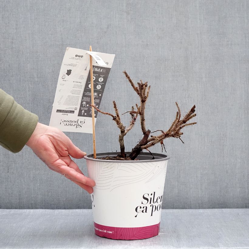 Example of Rosa rugosa Angelia Pink Pot van 4 l/5 l as you get in hiver