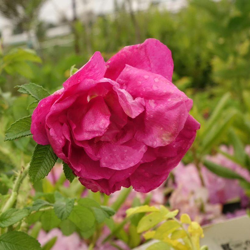 Rosa rugosa Minrugo4V Angelia Purple - Hondsroos (Bloei)