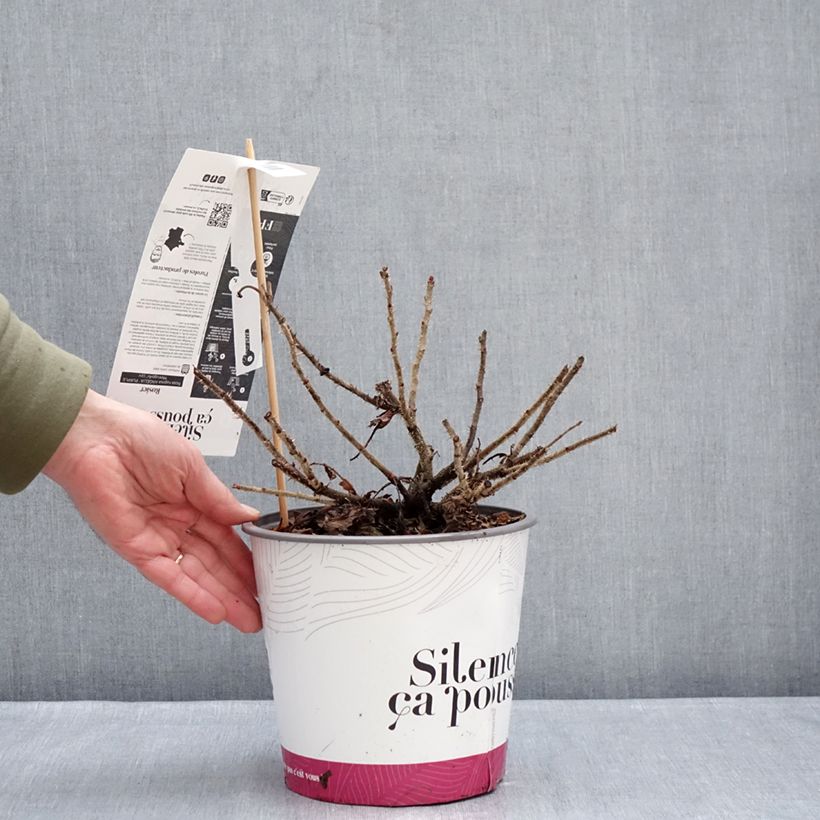 Example of Rosa rugosa Angelia Purple Pot van 4 l/5 l as you get in hiver