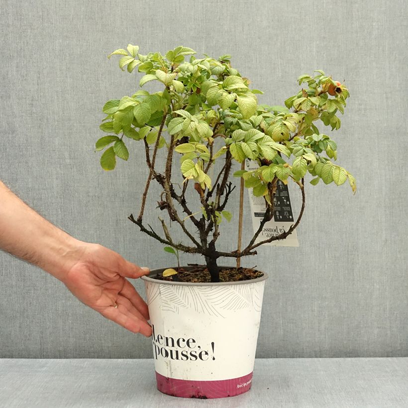 Exemplaar van Rosa rugosa Angelia White Pot van 4 l/5 l zoals geleverd in de zomer
