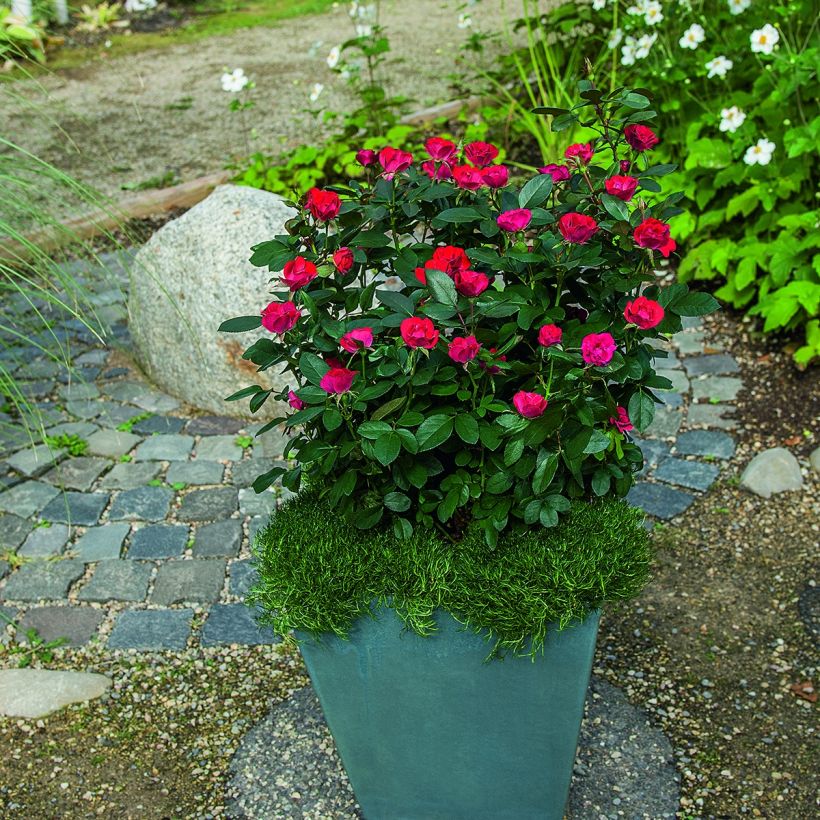 Rosa Zepeti - Patioroos (Groeiplaats)