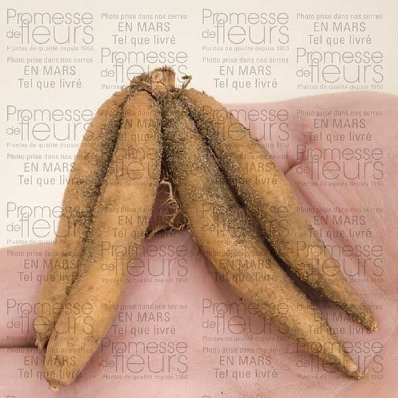 Voorbeeld van een exemplaar van Roscoea beesiana Alba - Gemberorchidee Bol kaliber I zoals geleverd