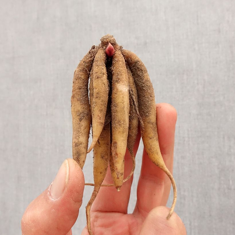 Exemplaar van Roscoea beesiana - Gemberorchidee Bol kaliber I zoals geleverd in de lente