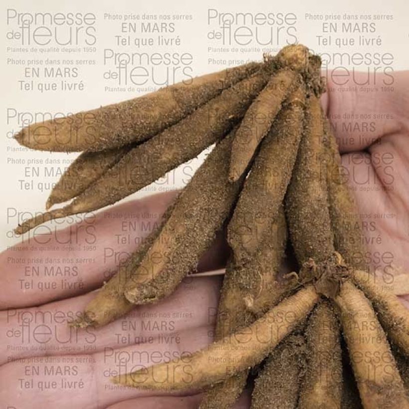 Voorbeeld van een exemplaar van Roscoea beesiana Bulbe calibre I zoals geleverd