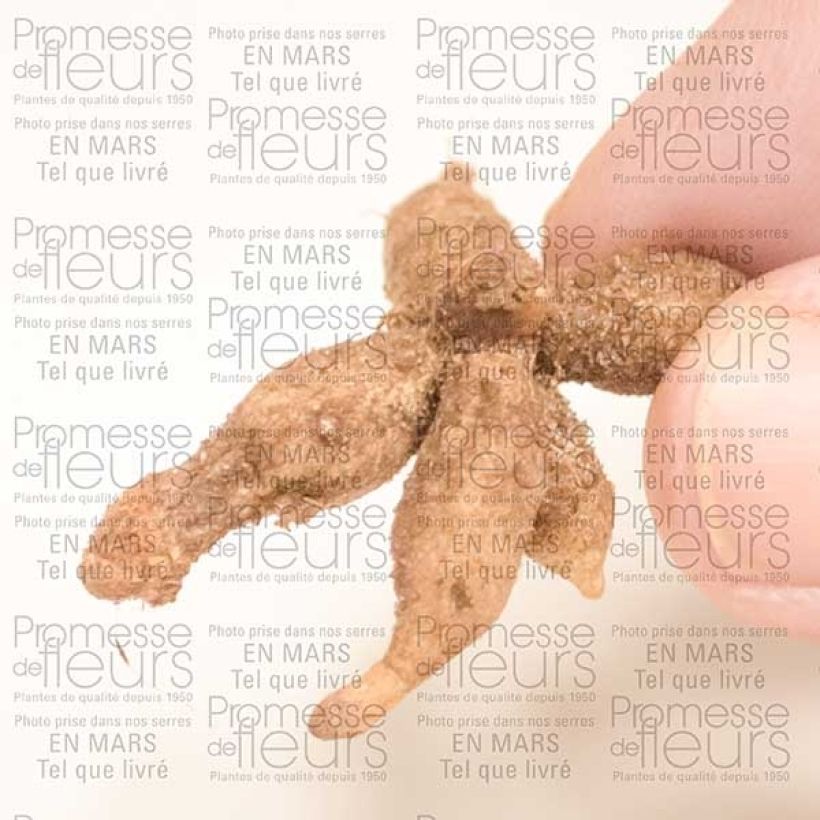 Voorbeeld van een exemplaar van Roscoea cautleyoides - Gemberorchidee Bol kaliber I zoals geleverd