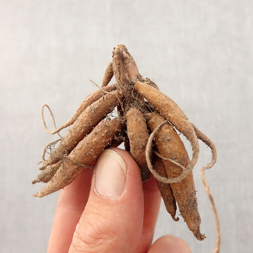 Exemplaar van Roscoea purpurea - Gemberorchidee Bol kaliber I zoals geleverd in de lente