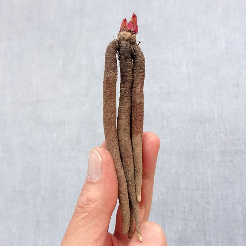 Exemplaar van Roscoea purpurea Spice Island - Gemberorchidee Bol kaliber I zoals geleverd in de lente