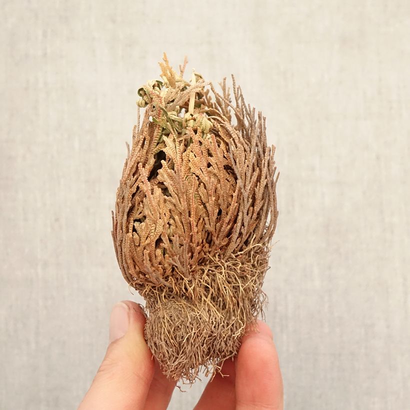 Exemplaar van Selaginella lepidophylla - Roos van Jericho Naakte wortel zoals geleverd in de winter