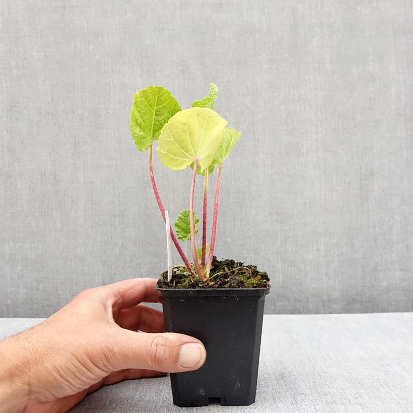 Example of Rose trémière - Alcea rosea Chater's Double Jaune Kweekpotje van 7/8 cm as you get in printemps