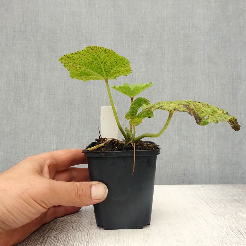 Exemplaar van Alcea rosea Chaters Double Purple - Stokroos Kweekpotje van 8/9 cm zoals geleverd in de lente