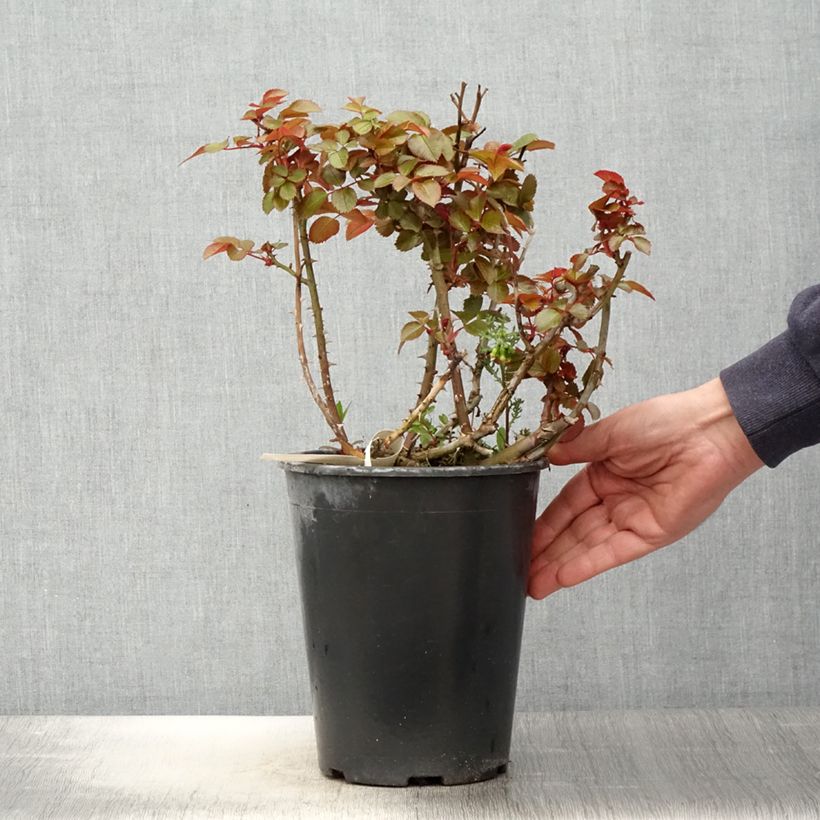 Exemplaar van Rosa Abbatiale de Pontigny - Trosroos Pot van 4 l/5 l zoals geleverd in de lente