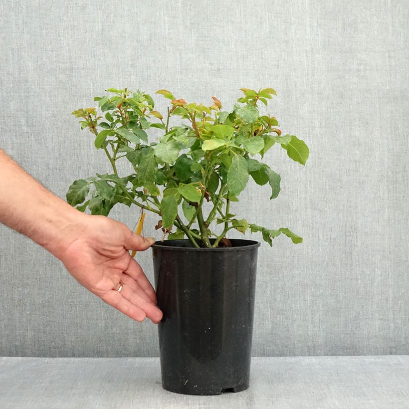 Exemplaar van Rosa Abracadabra - Trosroos Pot van 3 l/4 l zoals geleverd in de zomer