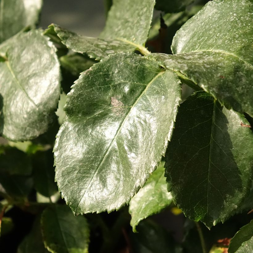 Rosa Abracadabra - Trosroos (Blad)
