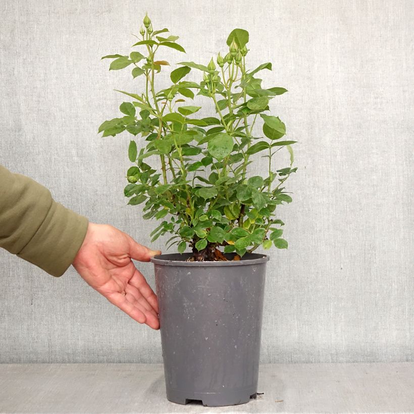 Exemplaar van Rosa Absolutely Fabulous - Trosroos Pot van 4 l/5 l zoals geleverd in de lente