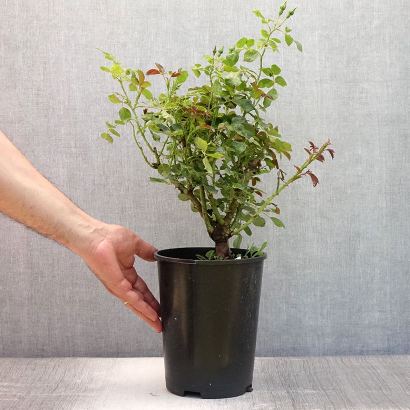 Exemplaar van Rosier à fleurs groupées Alain Pot de 4L/5L zoals geleverd in de zomer