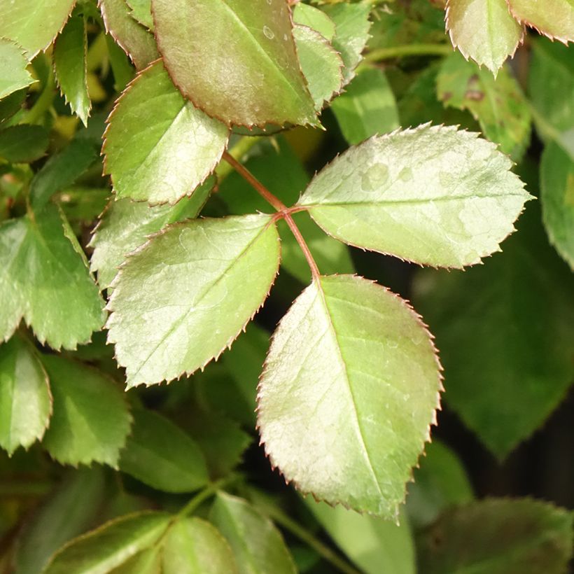 Rosa Alain - Trosroos (Blad)