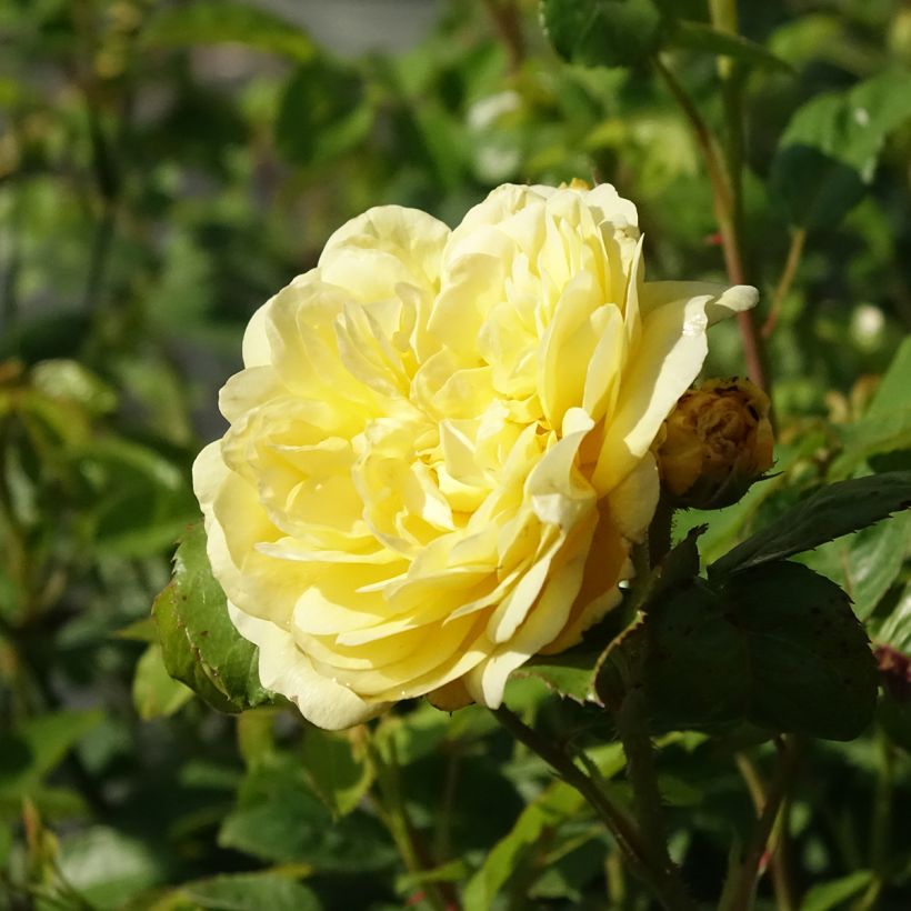 Rosa Yellow Meilove - Trosroos (Bloei)