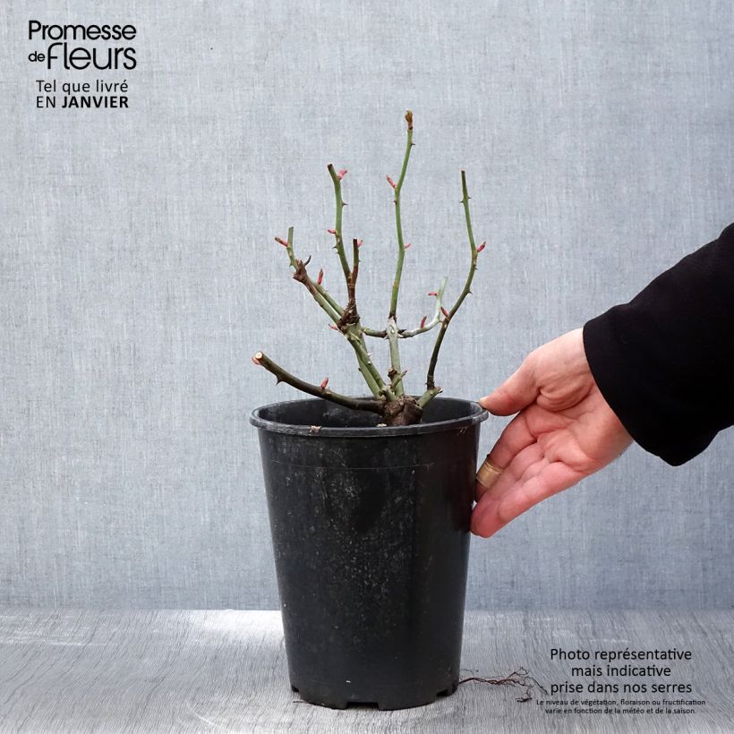 Example of Rosier à fleurs groupées Astronomia Pot van 4 l/5 l as you get in hiver