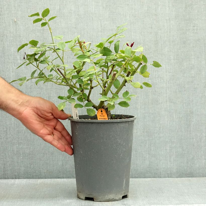 Exemplaar van Rosa Astronomia - Trosroos Pot van 4 l/5 l zoals geleverd in de zomer