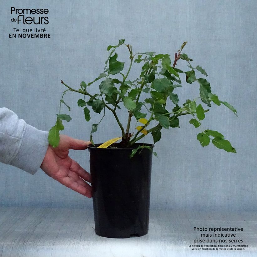 Exemplaar van Rosa Bentheimer Gold - Trosroos Pot van 2 l/3 l zoals geleverd in de herfst