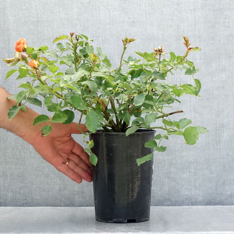 Exemplaar van Rosa Bentheimer Gold - Trosroos Pot van 2 l/3 l zoals geleverd in de zomer