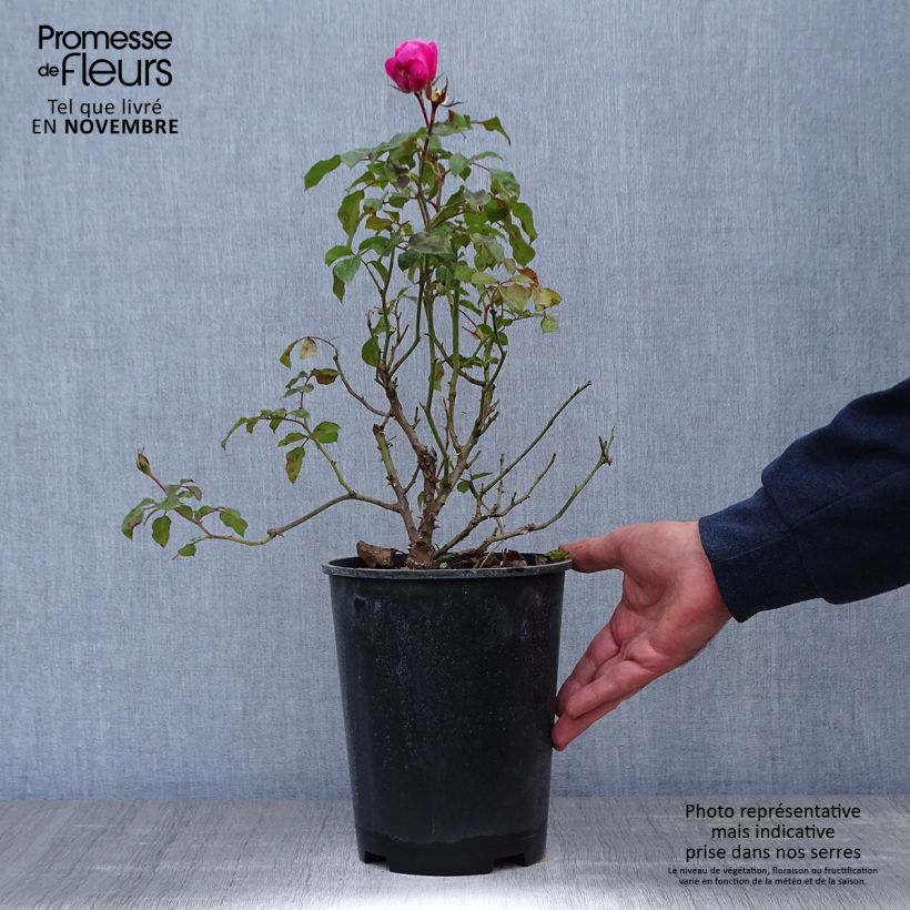 Exemplaar van Rosa Berleburg - Trosroos Pot van 3 l/4 l zoals geleverd in de herfst