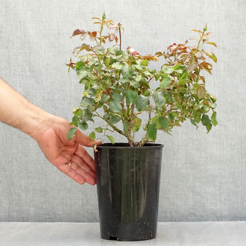Exemplaar van Rosa Berleburg - Trosroos Pot van 3 l/4 l zoals geleverd in de zomer