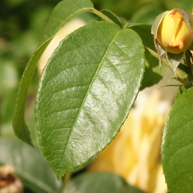 Rosa Bernstein Rose - Trosroos (Blad)