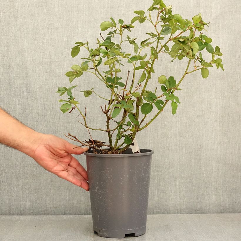 Exemplaar van Rosa Blue Eyes - Struikroos Pot van 4 l/5 l zoals geleverd in de zomer