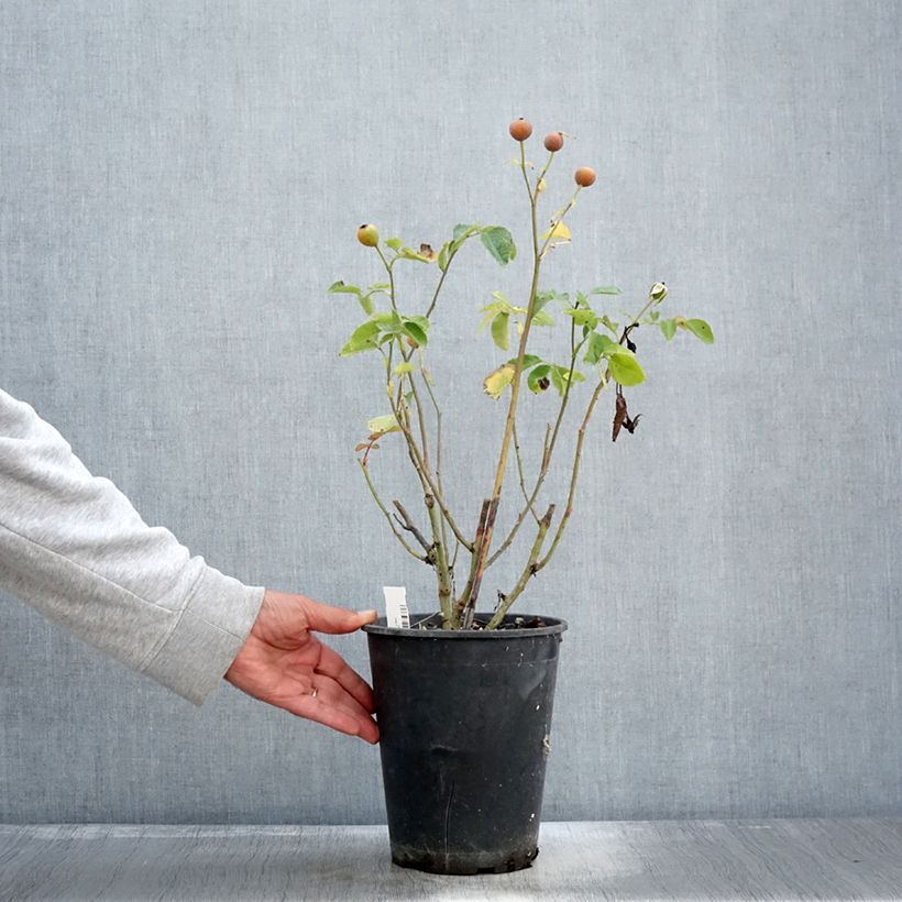Exemplaar van Rosa Bluebell - Trosroos Pot van 4 l/5 l zoals geleverd in de herfst