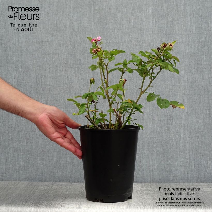 Exemplaar van Rosa Bluebell - Trosroos Pot van 4 l/5 l zoals geleverd in de zomer