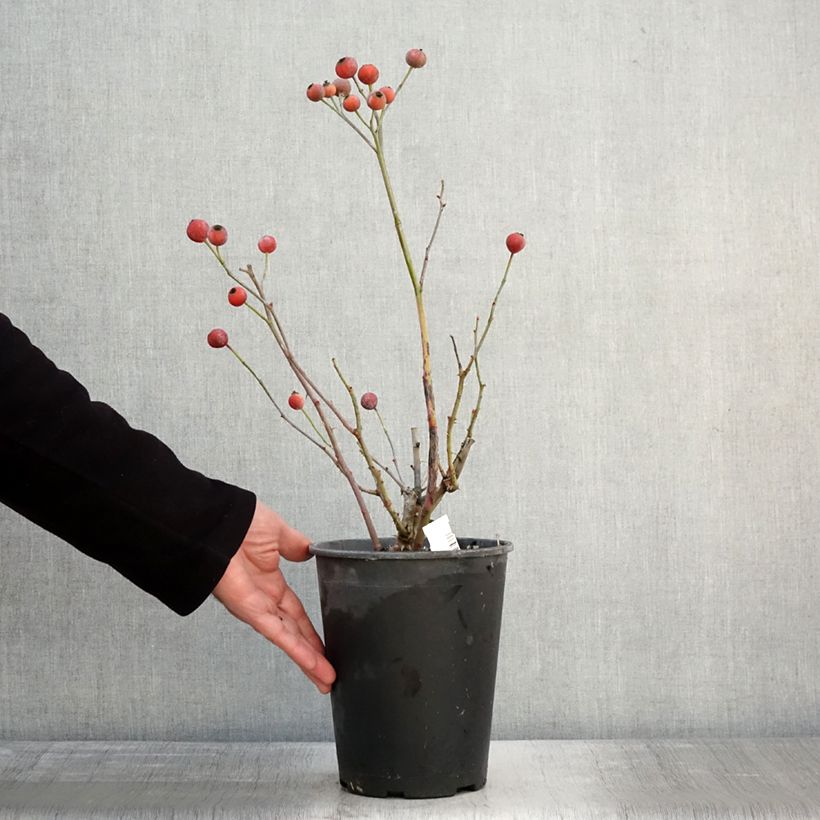 Example of Rosier à fleurs groupées Bluebell Pot van 4 l/5 l as you get in hiver