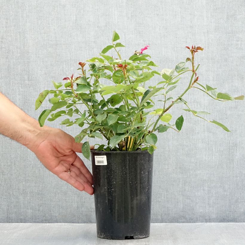 Example of Rosier à fleurs groupées Bordeaux Pot van 4 l/5 l as you get in ete