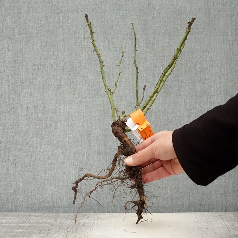 Example of Rosier à fleurs groupées Botticelli Naakte wortel as you get in hiver