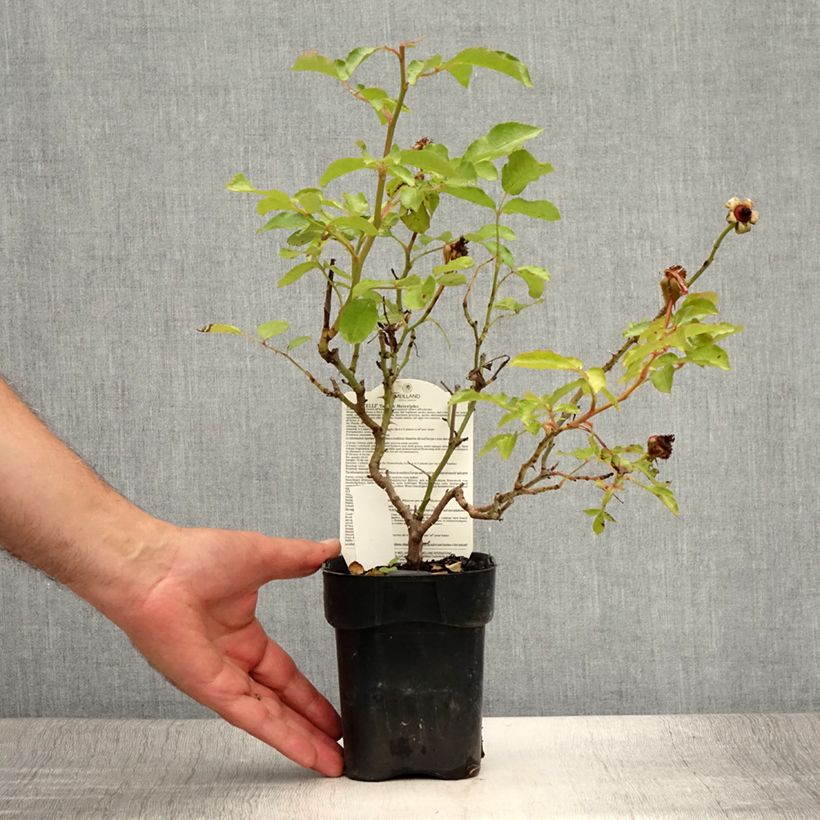 Exemplaar van Rosa Botticelli - Trosroos Pot van 10 cm/11 cm zoals geleverd in de zomer