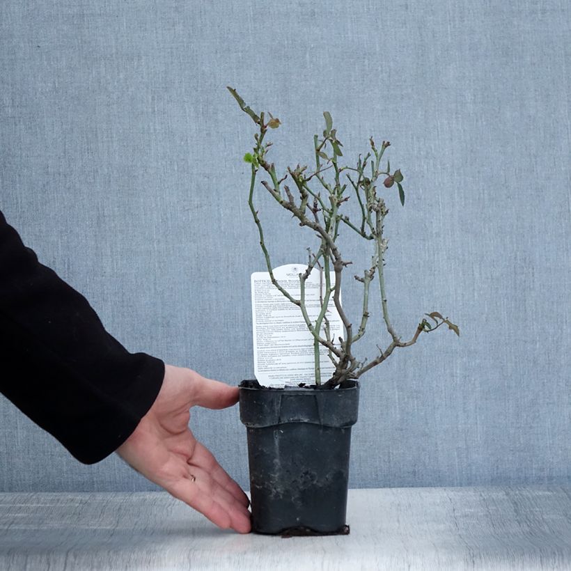 Example of Rosier à fleurs groupées Botticelli Pot van 10 cm/11 cm as you get in hiver