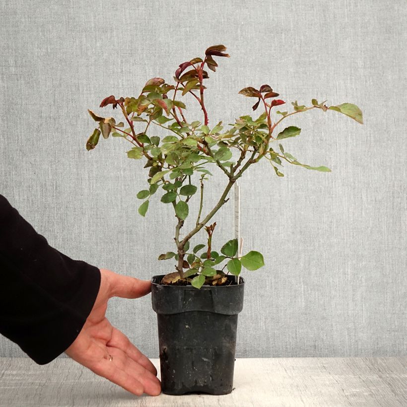 Exemplaar van Rosa Botticelli - Trosroos Pot van 10 cm/11 cm zoals geleverd in de lente