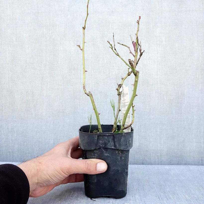 Exemplaar van Rosa Botticelli - Trosroos Pot van 10 cm/11 cm zoals geleverd in de herfst