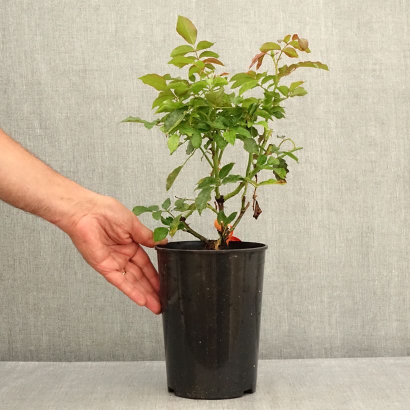 Example of Rosier à fleurs groupées Botticelli Pot van 4 l/5 l as you get in ete