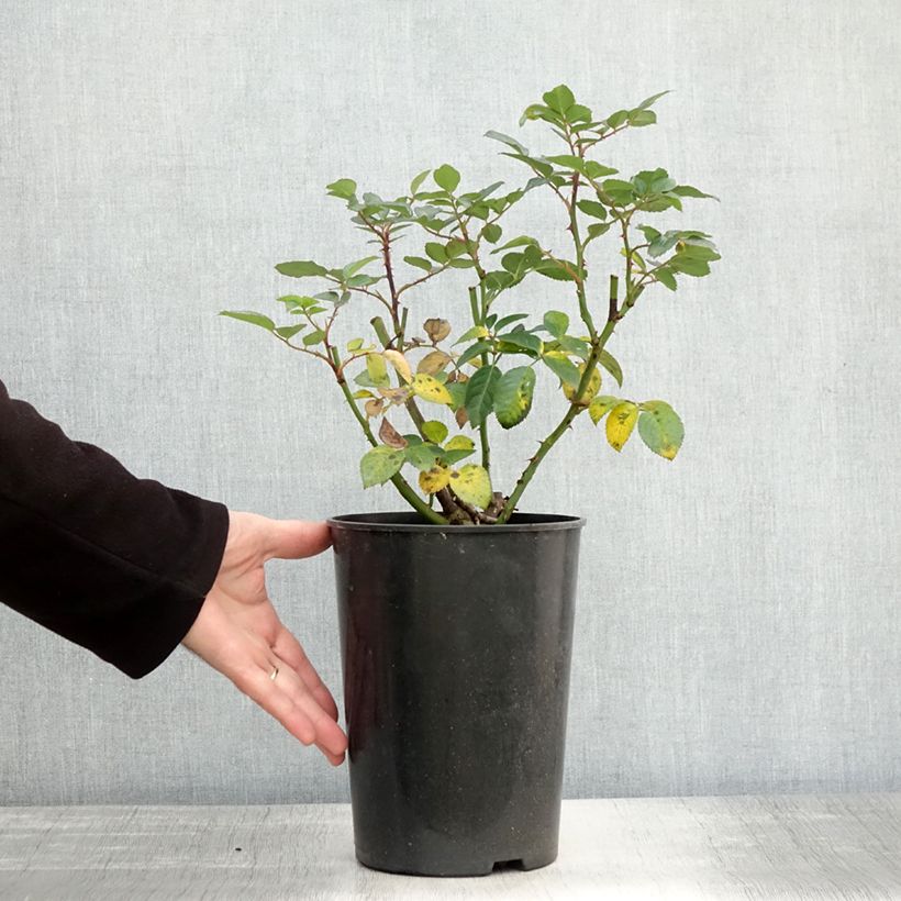 Exemplaar van Rosa Bouquet Parfait - Muskusroos Pot van 4 l/5 l zoals geleverd in de herfst