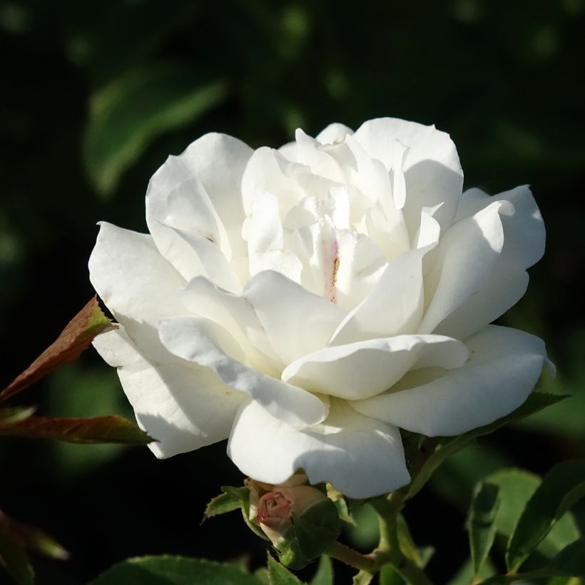 Rosa Carte Blanche - Trosroos (Bloei)