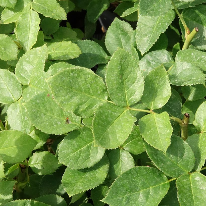 Rosa Carte d'Or - Trosroos (Blad)