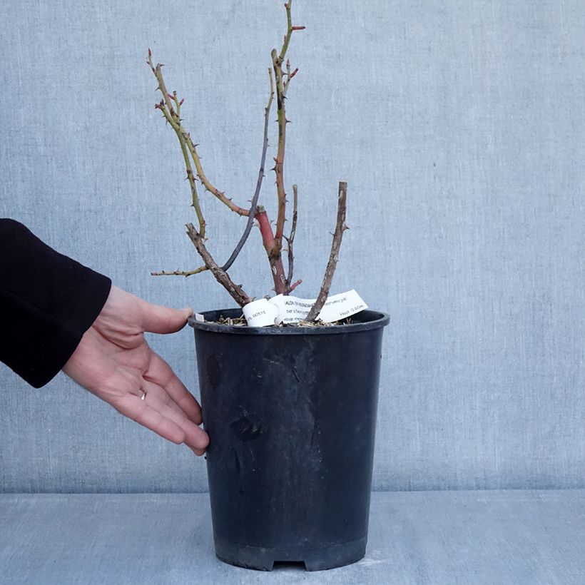 Exemplaar van Rosa Chalon en Bourgogne - Struikroos Pot van 4 l/5 l zoals geleverd in de winter