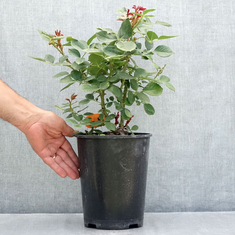 Exemplaar van Rosa Charles Aznavour - Trosroos Pot van 4 l/5 l zoals geleverd in de zomer