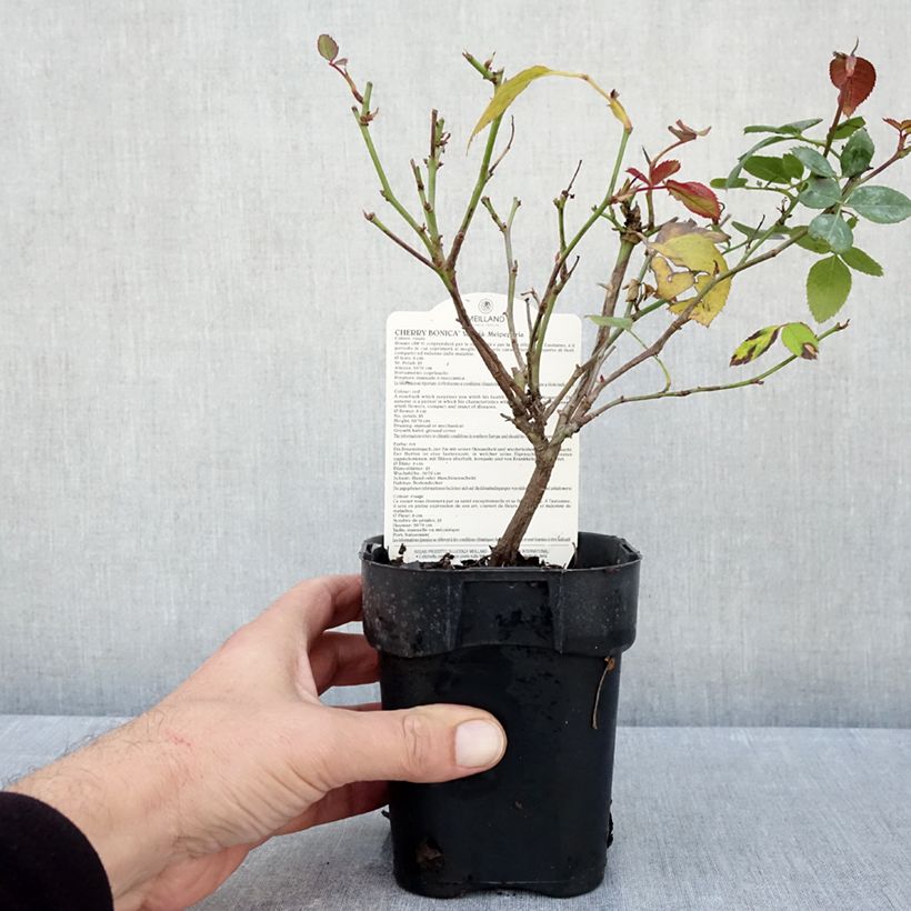 Exemplaar van Rosa Cherry Bonica - Trosroos Pot van 10 cm/11 cm zoals geleverd in de herfst