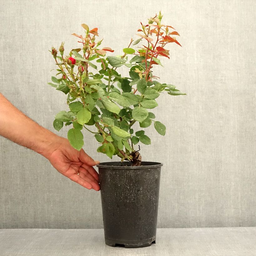 Example of Rosa Cherry Bonica - Trosroos Pot van 4 l/5 l as you get in ete